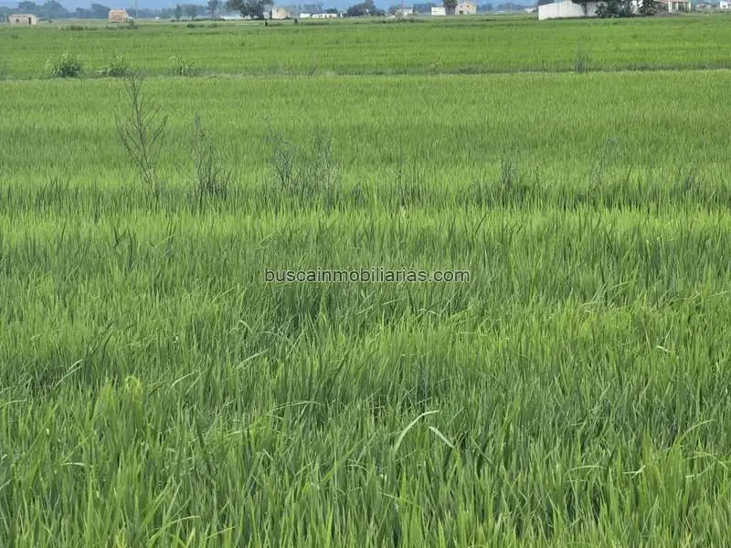 Parcela Rustica en Venta Amposta 5500m2 Cultivo Arroz