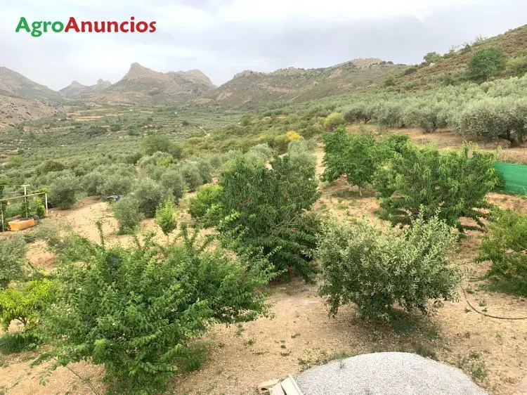 Venta  de Finca de cultivo de huerta, olivar y frutales en Granada