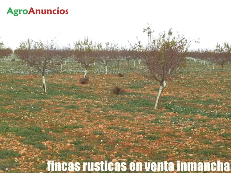 Venta  de Finca de almendros en Ciudad Real