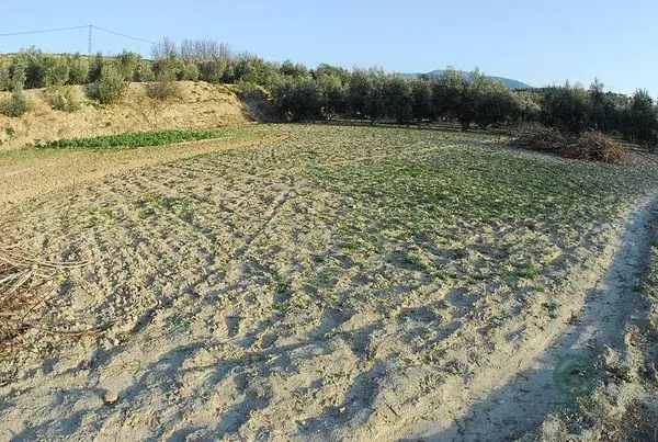 Finca Rustica Otura 250 Olivos Marteños 078ha