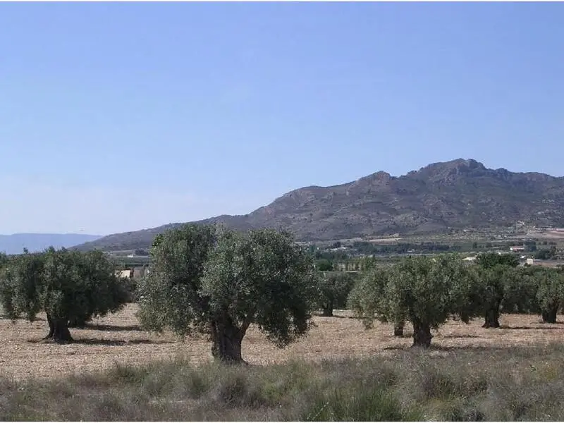 Terrenos en venta
Sax, Alicante