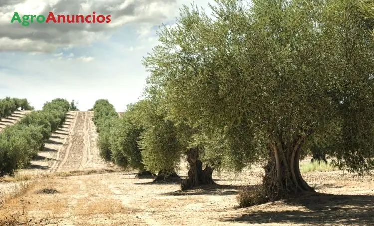 Venta  de Finca de olivos en Jaén