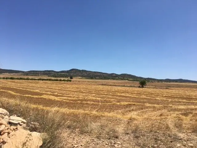 Venta Terreno Atalaya Almansa 26036m2