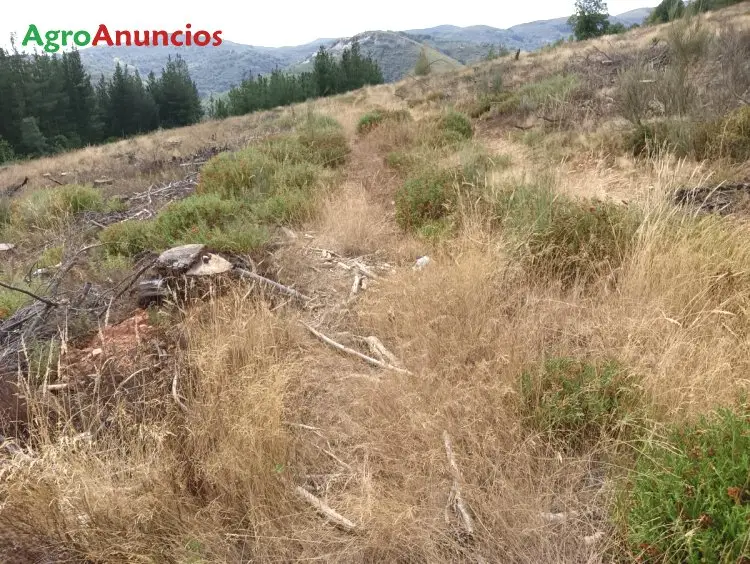 Venta  de Finca para plantar árboles en León