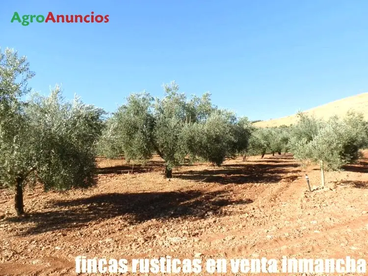 Venta  de Finca de olivos y viñas en espaldera en Ciudad Real