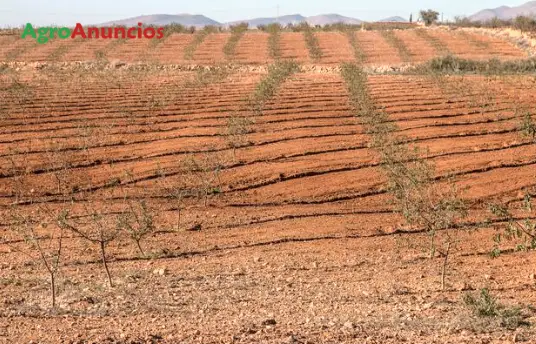 Venta  de Nave ganadera de toros y cortijo en Murcia