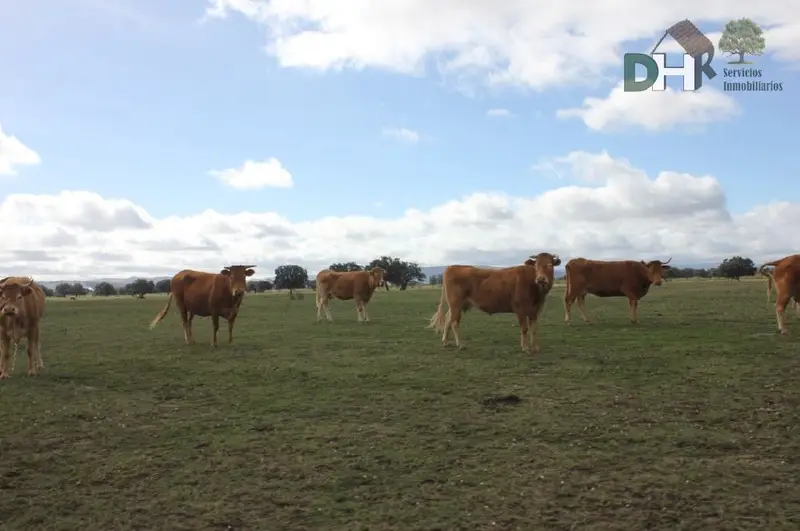 Venta Finca Rustica Ganadera 200 Hectareas Caceres