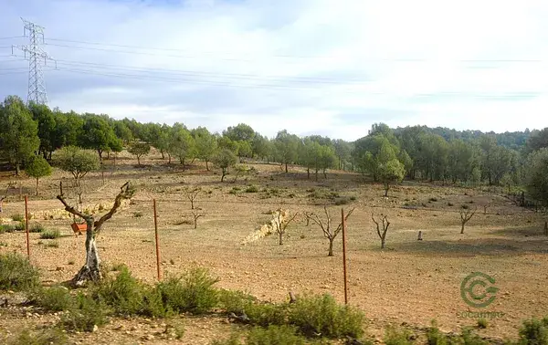 Finca Cinegetica 47 Hectareas Utiel Requena Dos Casas