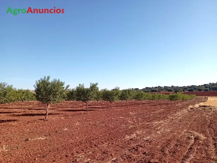 Venta  de Finca de almendros marinada en Ciudad Real
