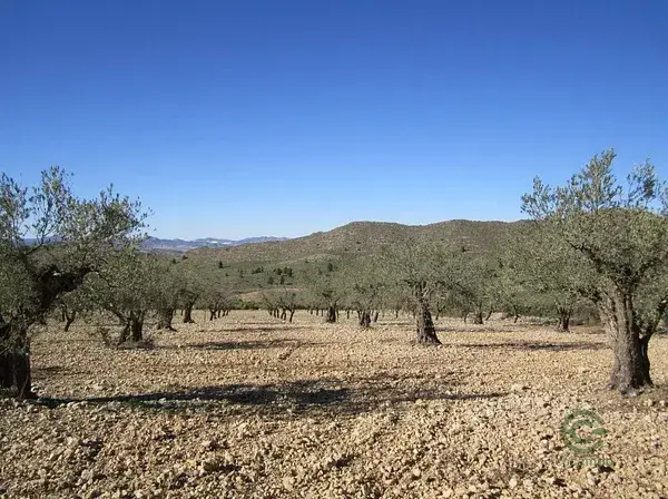 Terreno en Villena Alicante 20050m2 Olivos Almendros