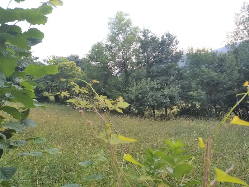 Venta Terreno en Grado 2000m2