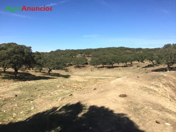 Venta  de Finca con dehesa en Badajoz