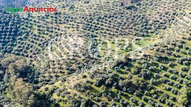 Venta  de Finca de olivos en Córdoba