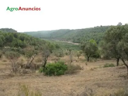 Venta  de Terreno con almendros y olivos en Tarragona