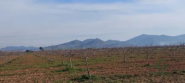 Finca Agricola 215 Hectareas Pistachos y Almendros Ciudad Real