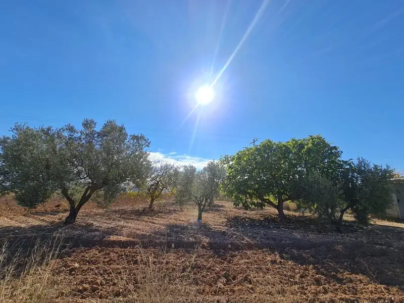 Terrenos en Venta en Murcia Yecla