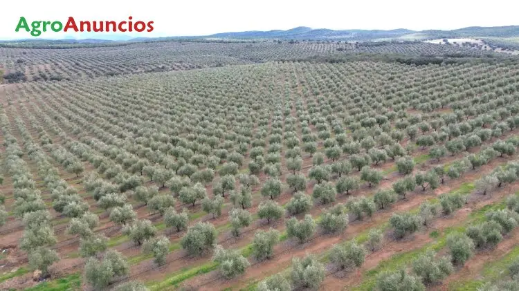 Venta Finca Olivar Jaen 1200ha Regadio Maquinaria Cortijos