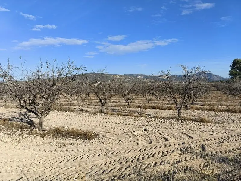 Terreno con Almendros Secos en Venta cerca de Pinoso