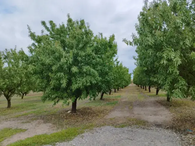 Finca rústica en venta en Puigverd de Lleida