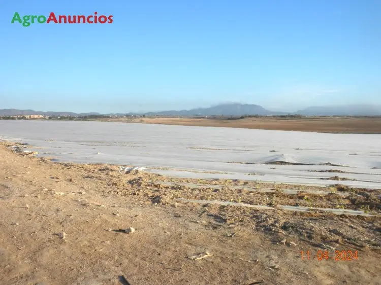 Venta  de Finca de regadío en el campo de cartagena en Murcia