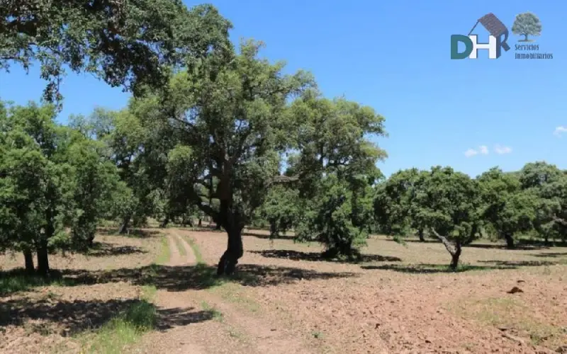 Venta Finca Rustica 500 Hectareas Badajoz Ganaderia