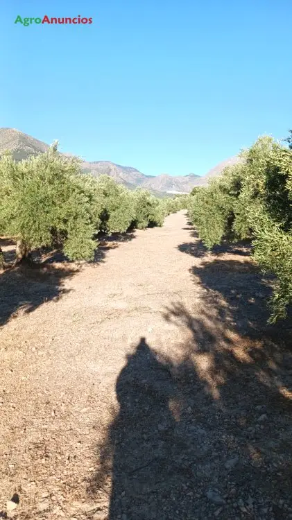 Venta  de Finca de olivar en Jaén