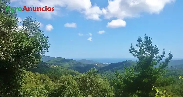 Venta  de Finca forestal con masía en Girona