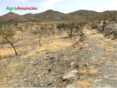 Venta  de Finca de almendros en Almería