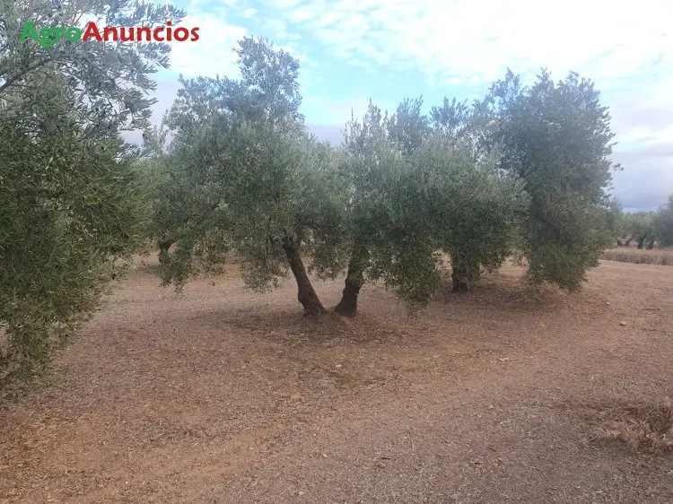 Venta  de Finca de olivas con riego de río en Jaén