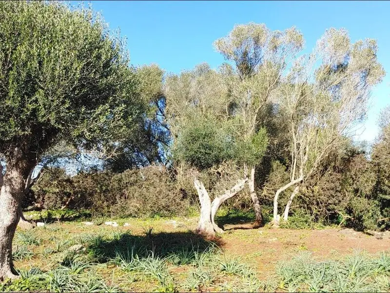 Terreno Rustico con Proyecto Chalet y Piscina en Felanitx