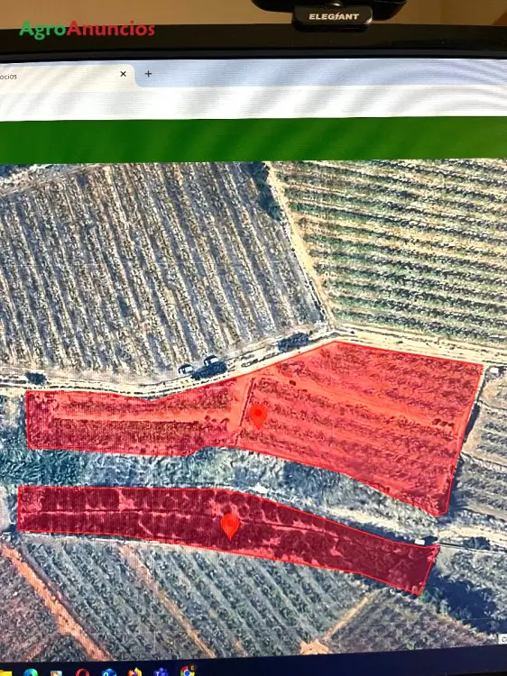 Venta  de Fincas de kaki y naranjos en Valencia