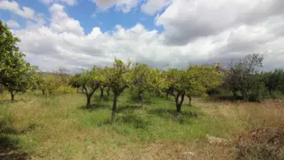 Finca Rustica en Venta Tabernas 6 Hectareas Cortijo 170m2