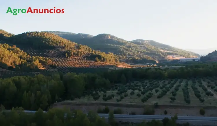 Venta Finca Olivos Siles Jaen Pozo Riego Cosecha Incluida
