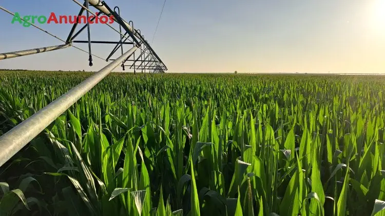 Compra  de Fincas de regadío en los payuelos en León