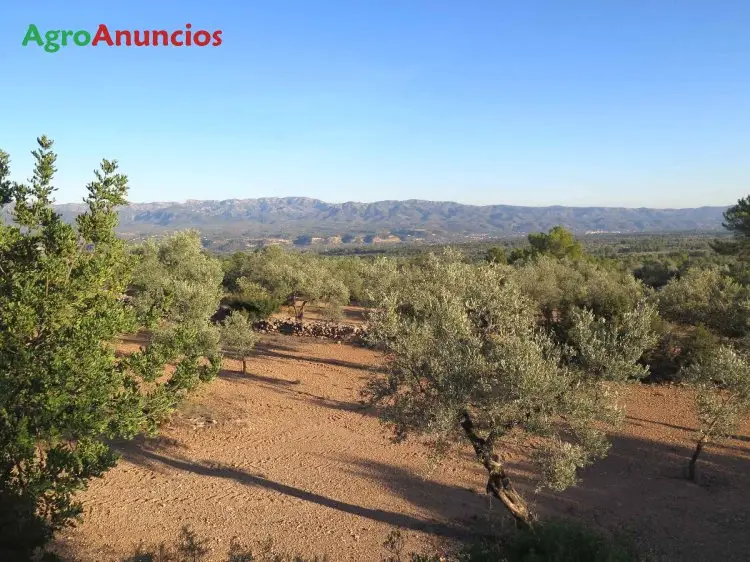 Venta  de Finca de olivos con casa de campo en Tarragona