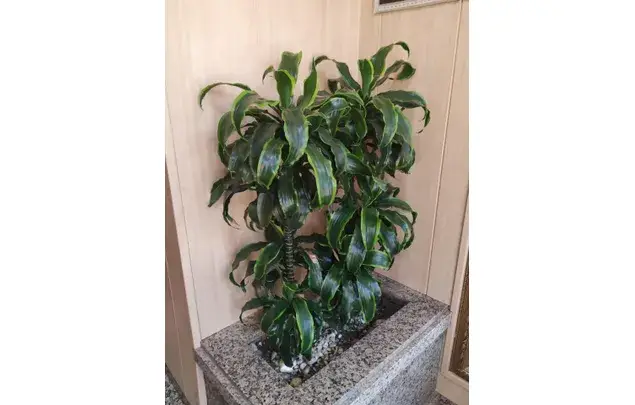 Alquiler Apartamento 3 Dormitorios 77m2 Plasencia
