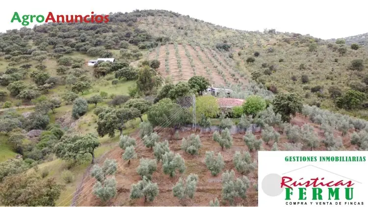 Venta Finca Olivar Encinas Cordoba Espiel