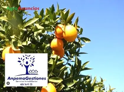 Venta  de Finca de olivar, naranjos y tierra de labor de regadío en Córdoba