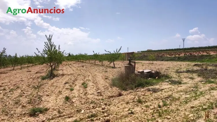 Venta  de Finca de almendros de regadío en Alicante