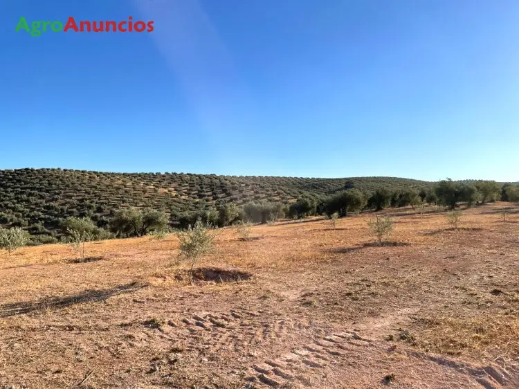 Venta  de Finca de olivos en Granada