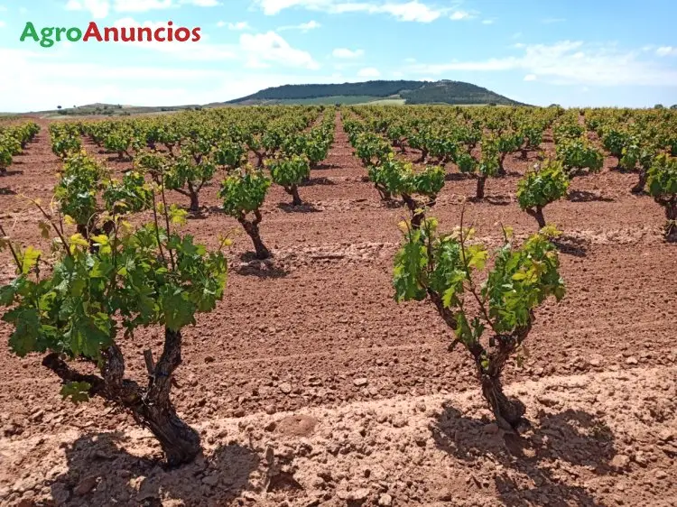 Venta  de Finca de viñas de secano en Granada