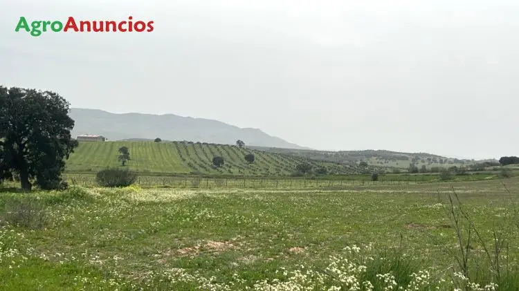 Venta  de Finca de olivar en Jaén