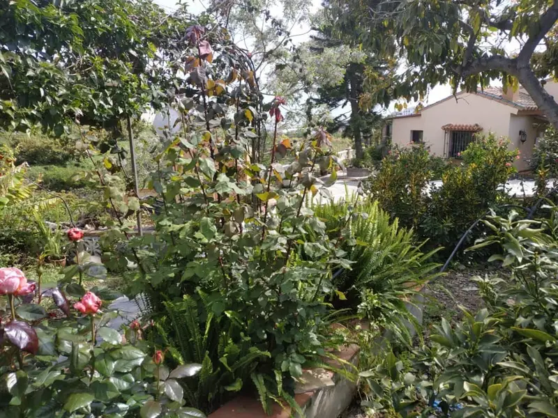Cortijo en Torrox Costa Alquiler Larga Temporada 3 Dormitorios Piscina
