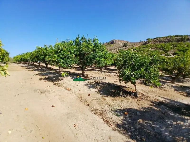 Venta Finca Rustica Lubrin 5 hectareas Naranjos Olivos