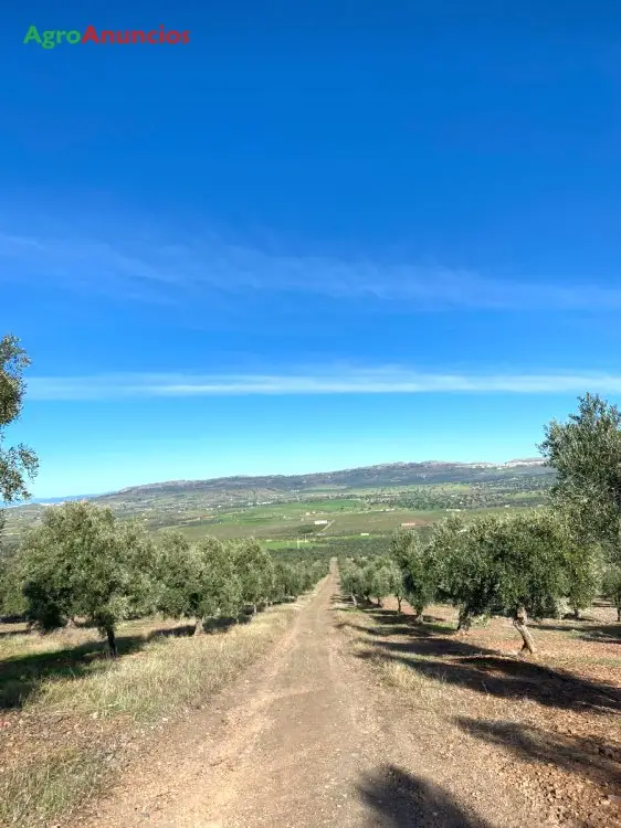 Venta  de Finca de olivos en Badajoz