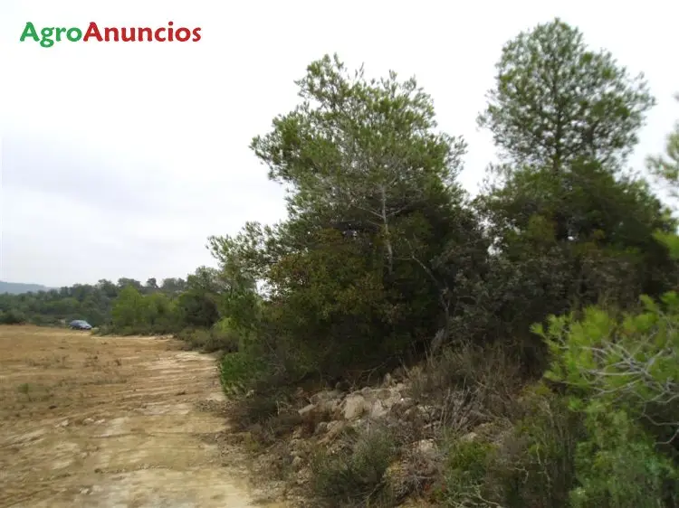 Venta  de Terreno yermo con almendros en Tarragona