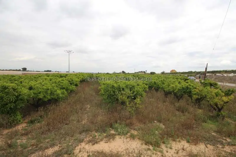 Parcela Rustica Torrent Naranjos en Producción
