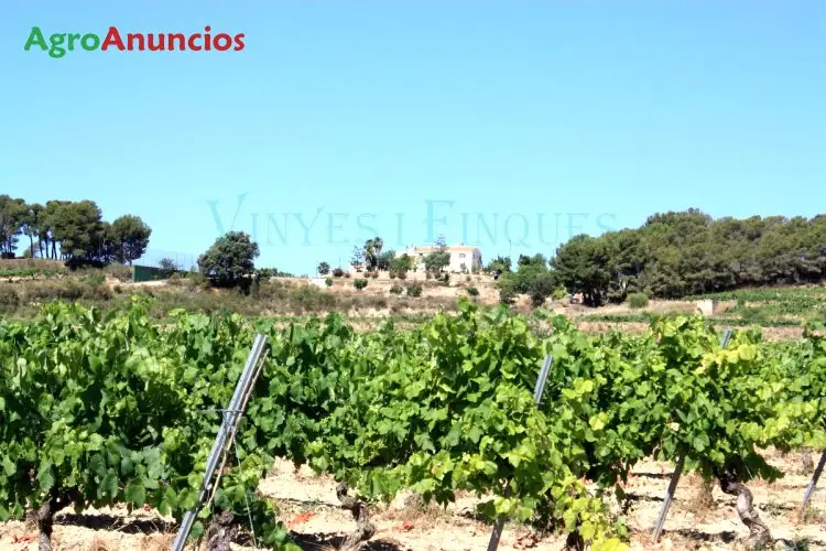 Venta  de Finca con viñedo y masia noble con vistas al mar en Tarragona