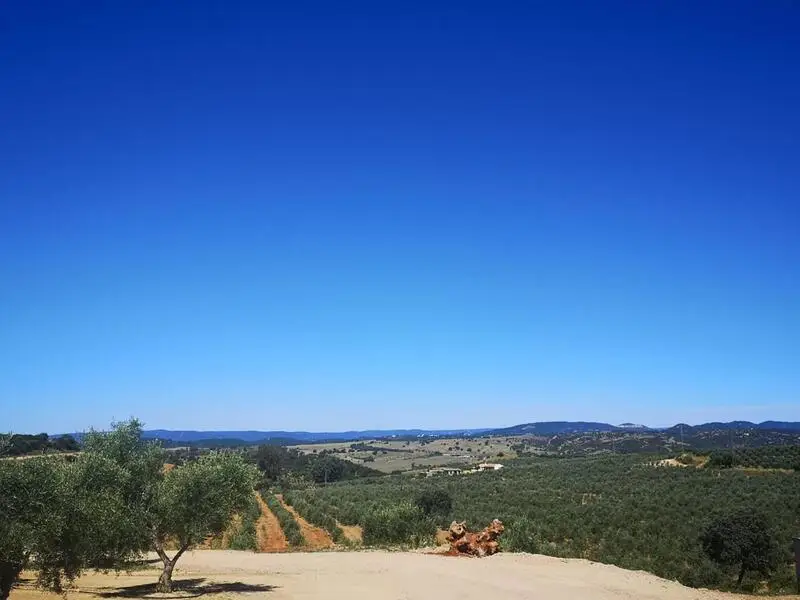 Finca Rustica con Olivar en Villanueva del Rio y Minas