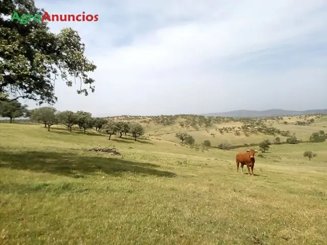 Venta  de Finca ganadera con rio en Cáceres